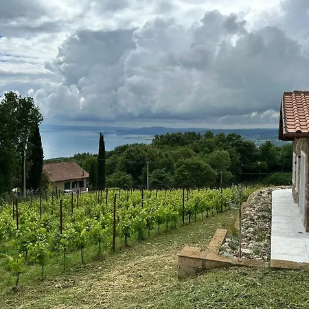 New! Immersed In A Vineyard