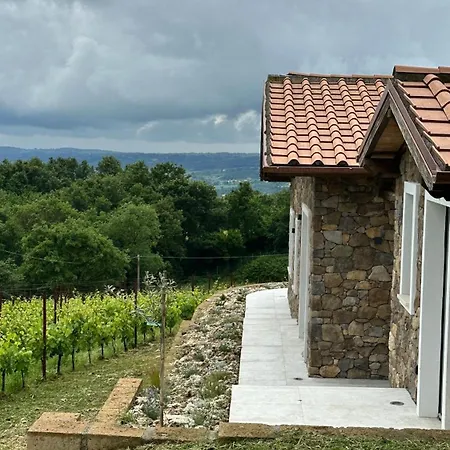 New! Immersed In A Vineyard *